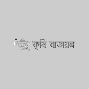 বারি ওলকচু -১