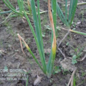 পেঁয়াজের হোয়াইট রট রোগ