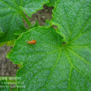 খিরার রেড পামকিন বিটল