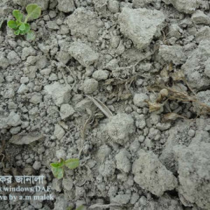 ডাটার চারার গোড়া পঁচা রোগ