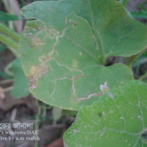 চিচিঙ্গা পাতা সুড়ঙ্গকারী পোকা