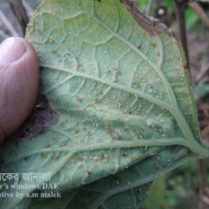 লাউয়ের জাব পোকা