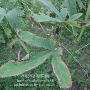 ঢেড়ঁশের আগাম ধ্বসা রোগ