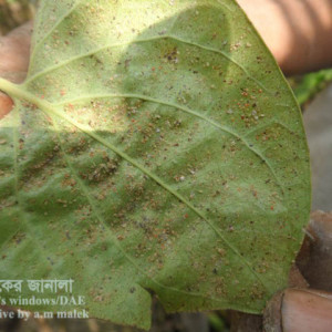 পানের সাদা ও কালো মাছি