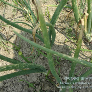 পেঁয়াজের বোট্রাইটিস ব্লাইট রোগ