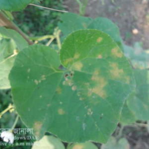 চিচিঙ্গা ডাউনি মিলডিউ রোগ