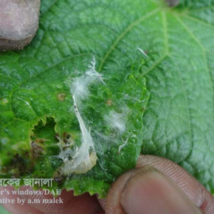 খিরার পাতা মোড়ানো পোকা