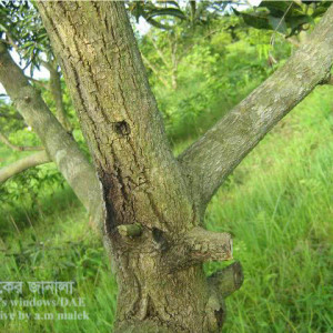আমের কান্ড ছিদ্রকারি পোকা